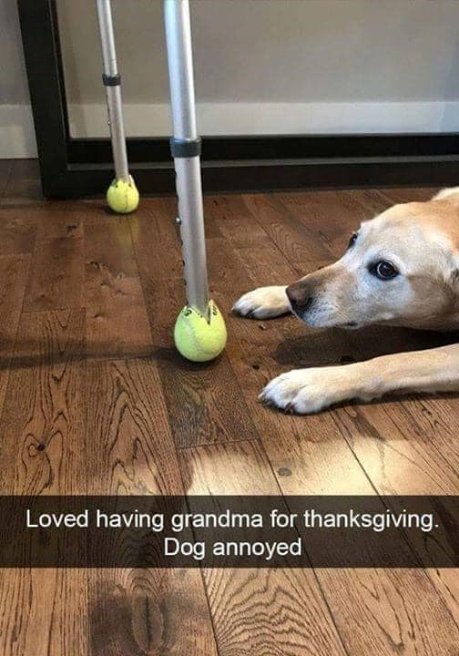 Loved having grandma for thanksgiving. Dog annoyed