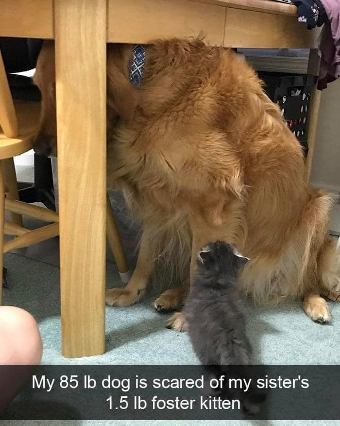 My 85 lb dog is scared of my sister's 1.5 lb foster kitten