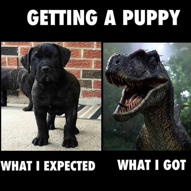 GETTING A PUPPY WHAT I EXPECTED WHAT I GOT