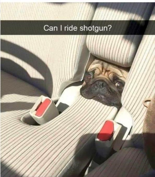 Can I ride shotgun?