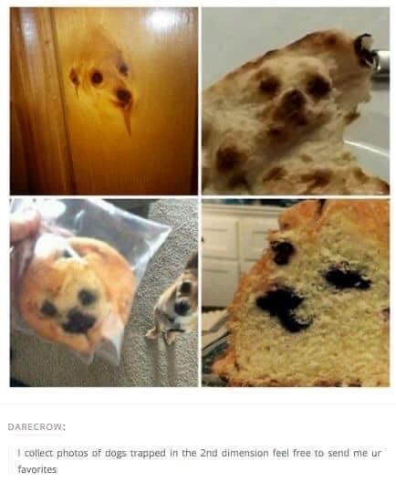 DARECROW: I collect photos of dogs trapped in the 2nd dimension feel free to send me ur favorites