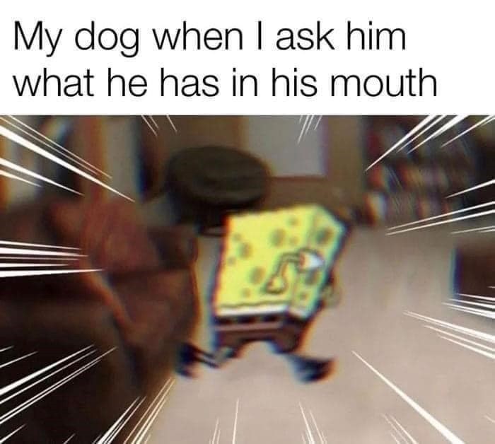 My dog when I ask him what he has in his mouth