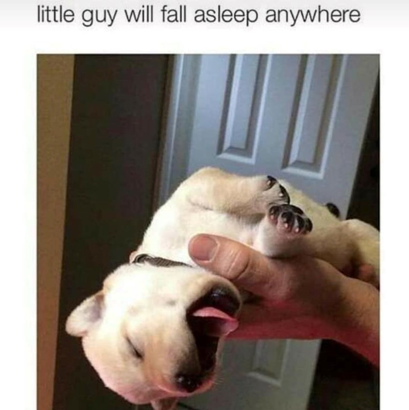 little guy will fall asleep anywhere