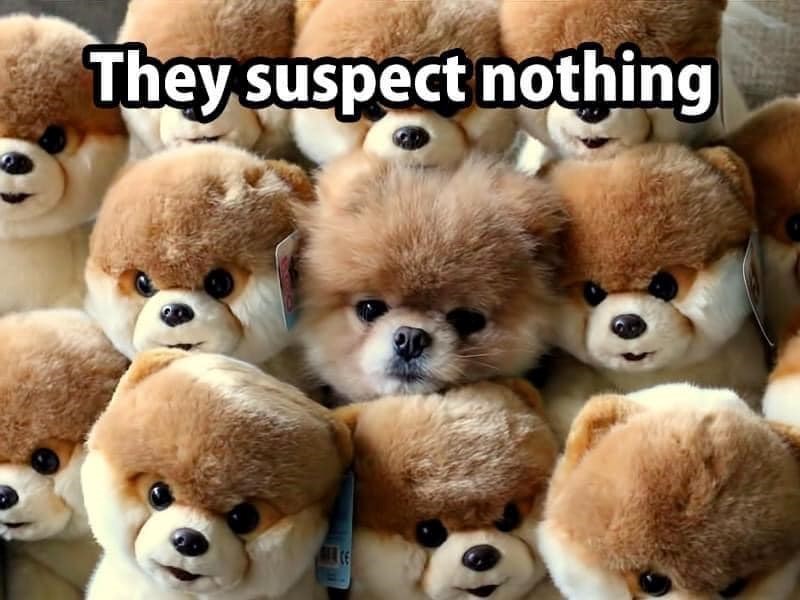 They suspect nothing