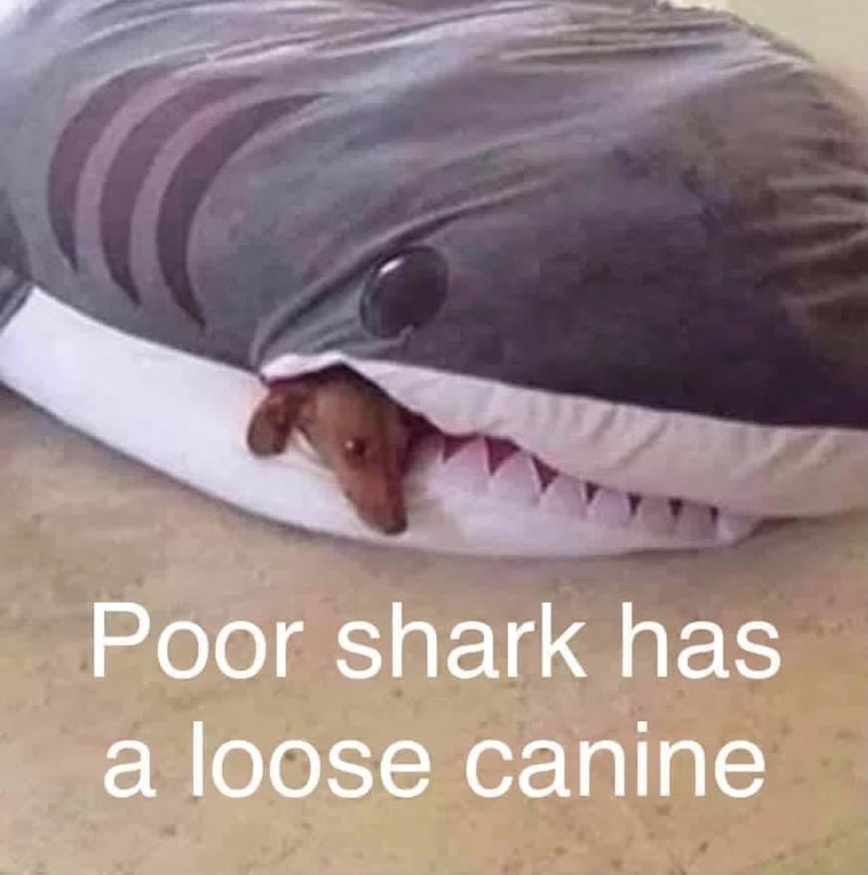 Poor shark has a loose canine