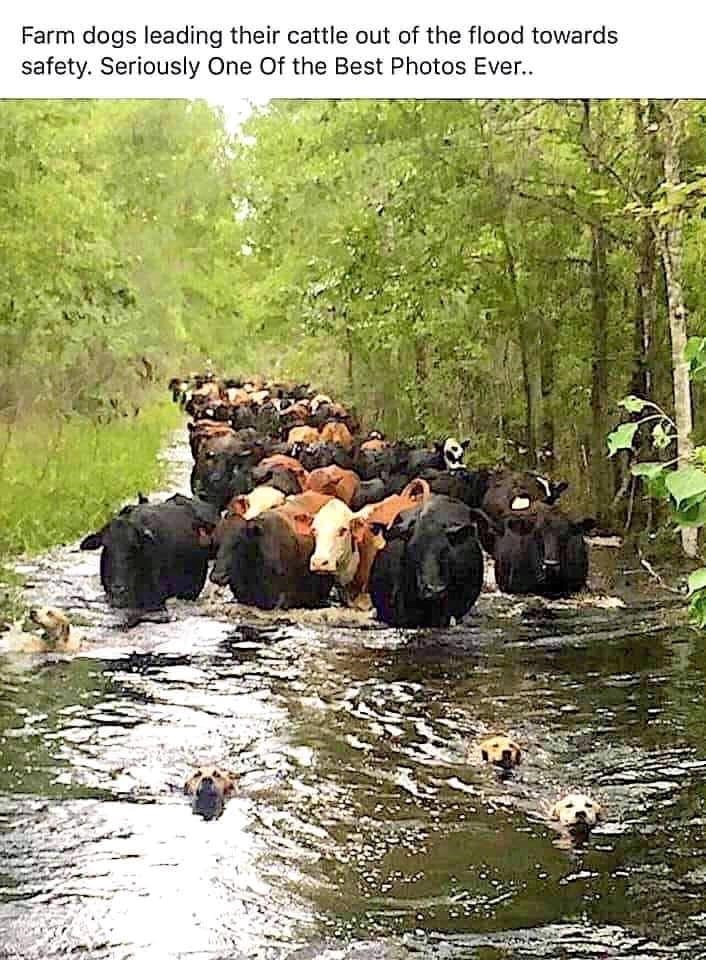 Farm dogs leading their cattle out of the flood towards safety. Seriously One Of the Best Photos Ever...