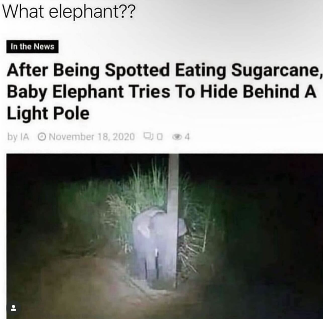 What elephant?? In the News After Being Spotted Eating Sugarcane, Baby Elephant Tries To Hide Behind A Light Pole by IA November 18, 2020 0