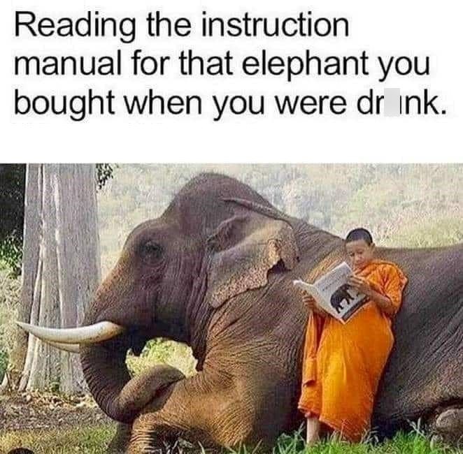 Reading the instruction manual for that elephant you bought when you were drink.