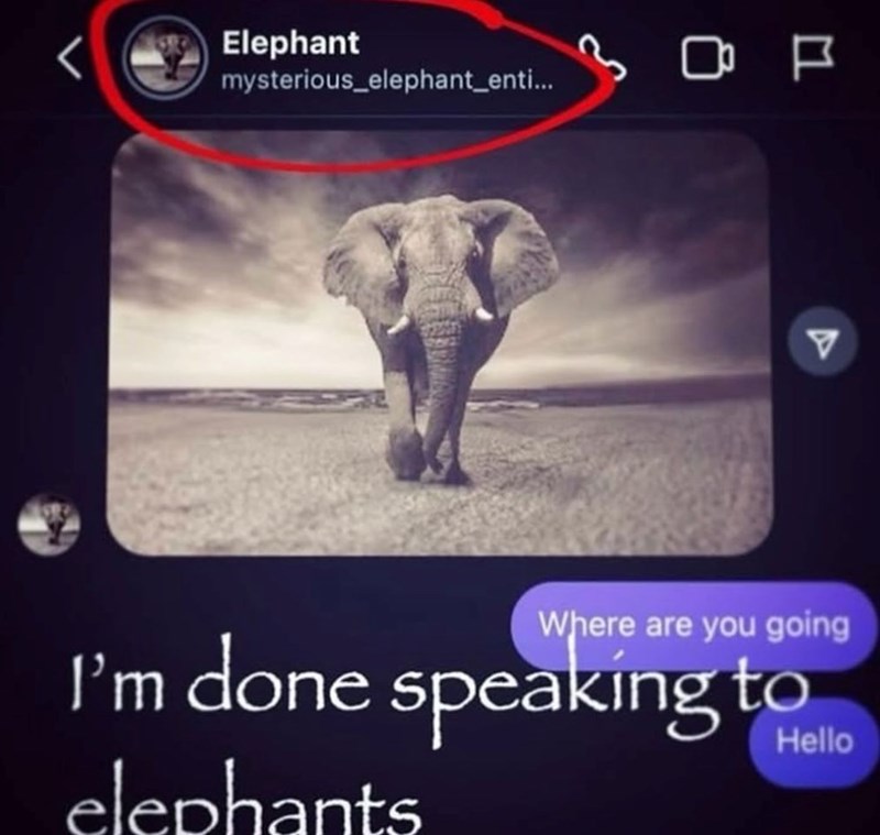 Elephant mysterious_elephant_enti... 307 Where are you going Hello I'm done speaking to elephants