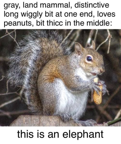 gray, land mammal, distinctive long wiggly bit at one end, loves peanuts, bit thicc in the middle: this is an elephant