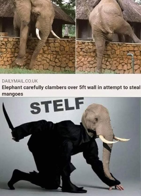 DAILYMAIL.CO.UK Elephant carefully clambers over 5ft wall in attempt to steal mangoes STELF