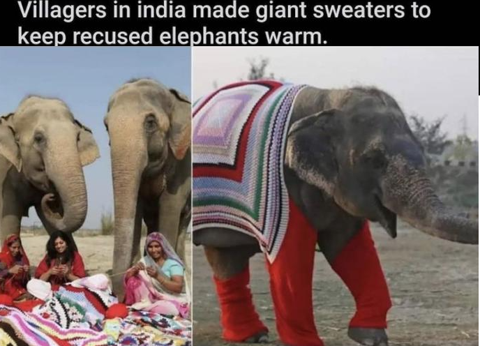 Villagers in india made giant sweaters to keep recused elephants warm.