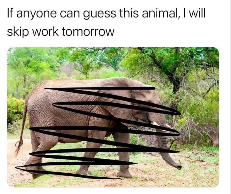 If anyone can guess this animal, I will skip work tomorrow