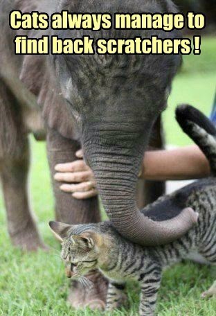 Cats always manage to find back scratchers!