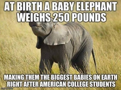 AT BIRTH A BABY ELEPHANT WEIGHS 250 POUNDS MAKING THEM THE BIGGEST BABIES ON EARTH RIGHT AFTER AMERICAN COLLEGE STUDENTS imgilp.com