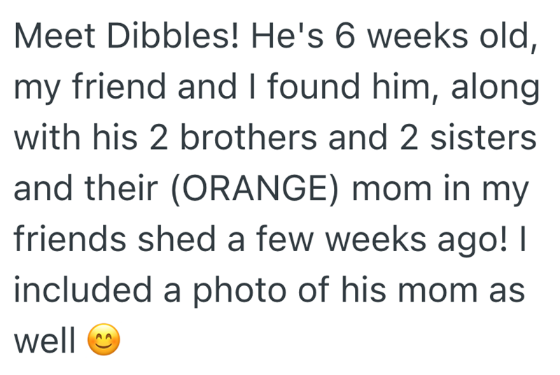 Meet Dibbles! He's 6 weeks old, my friend and I found him, along with his 2 brothers and 2 sisters and their (ORANGE) mom in my friends shed a few weeks ago! I included a photo of his mom as well