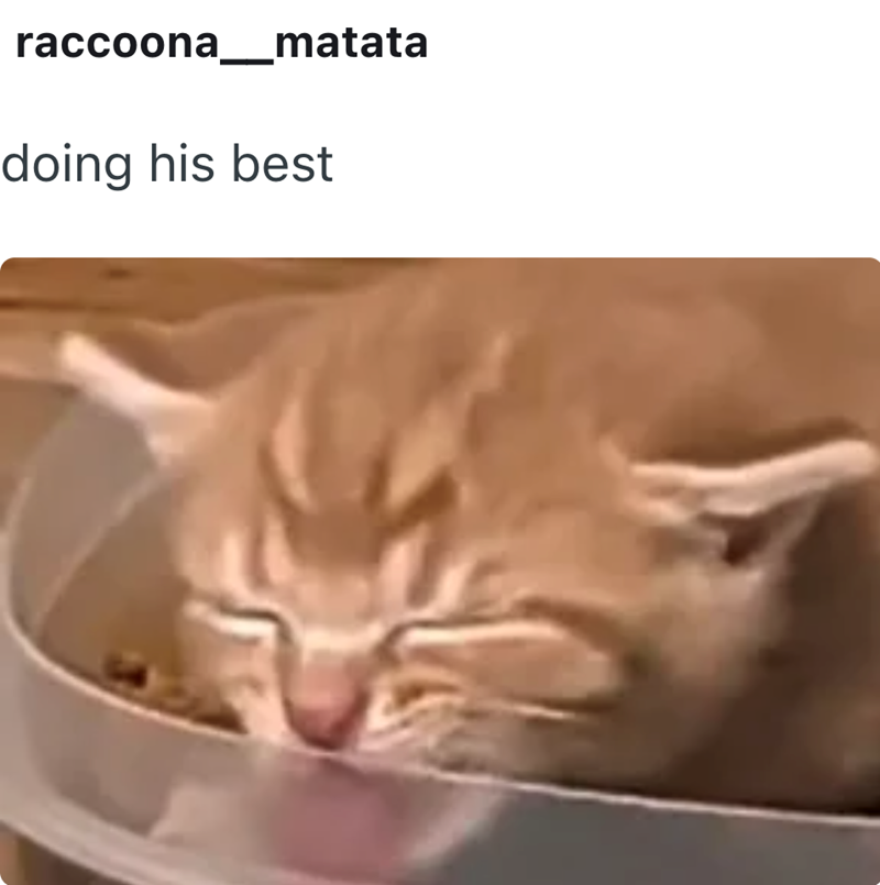raccoona matata doing his best