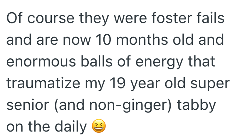 Of course they were foster fails and are now 10 months old and enormous balls of energy that traumatize my 19 year old super senior (and non-ginger) tabby on the daily