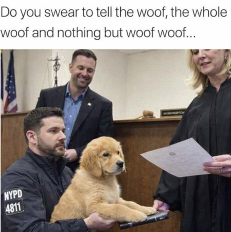Do you swear to tell the woof, the whole woof and nothing but woof woof... NYPD 4811