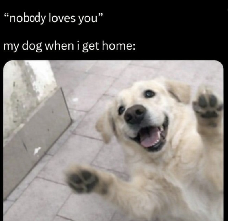 "nobody loves you" my dog when i get home: