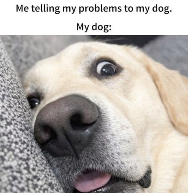 Me telling my problems to my dog. My dog: