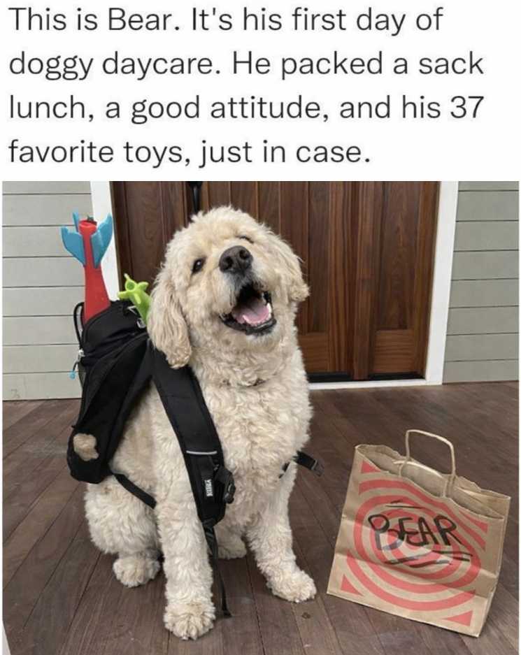 This is Bear. It's his first day of doggy daycare. He packed a sack lunch, a good attitude, and his 37 favorite toys, just in case. YOUN BEAR