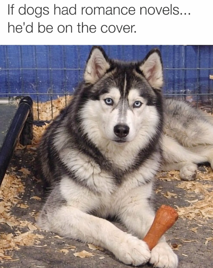 If dogs had romance novels... he'd be on the cover.
