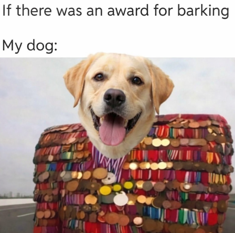 If there was an award for barking My dog: