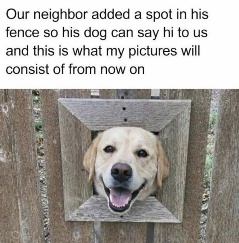 Our neighbor added a spot in his fence so his dog can say hi to us and this is what my pictures will consist of from now on