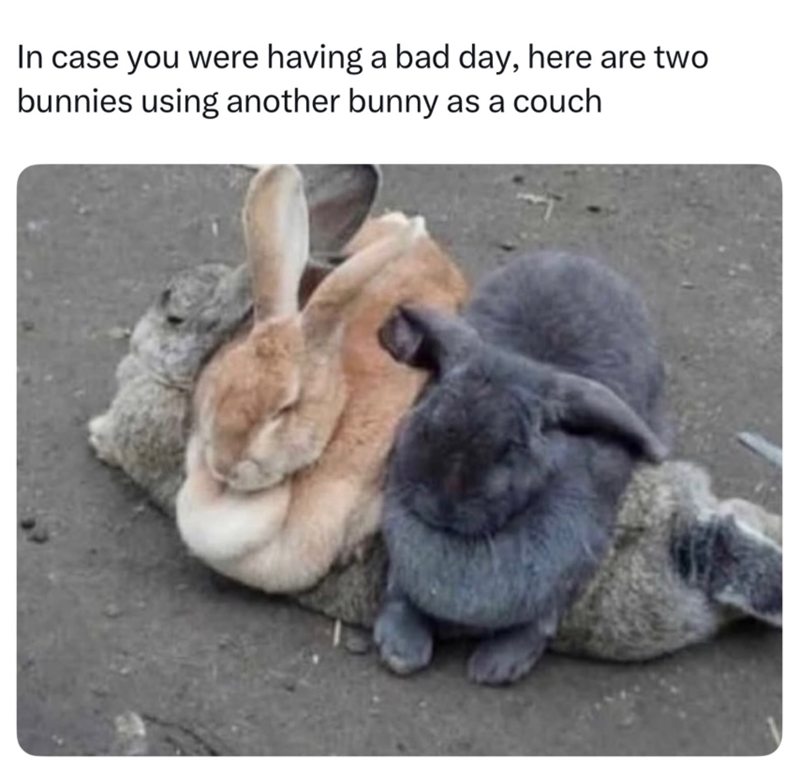 In case you were having a bad day, here are two bunnies using another bunny as a couch