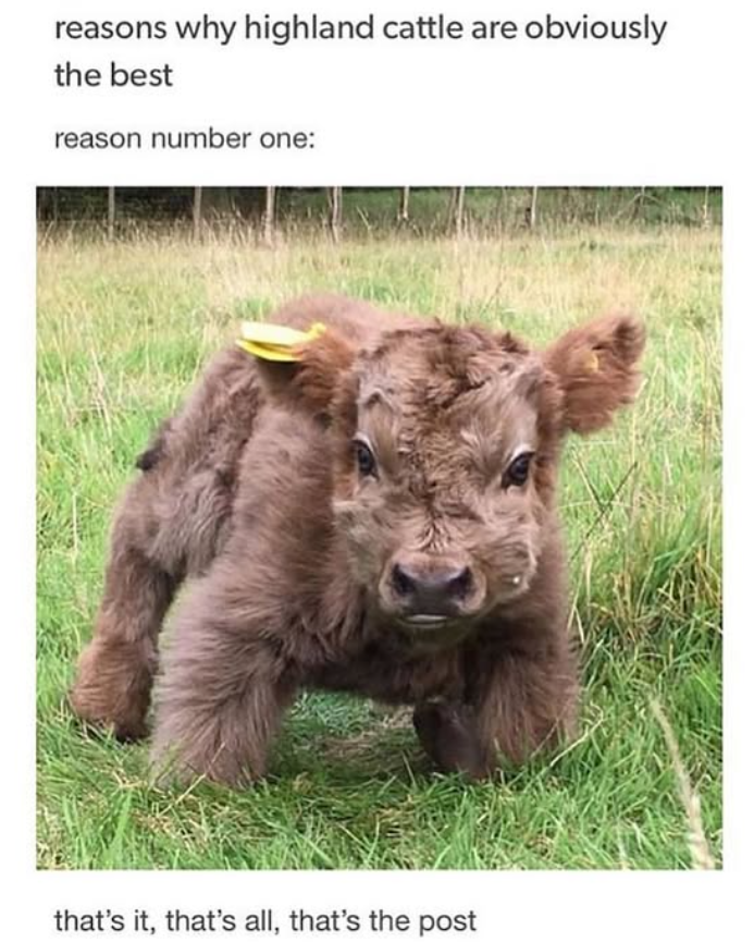 reasons why highland cattle are obviously the best reason number one: that's it, that's all, that's the post
