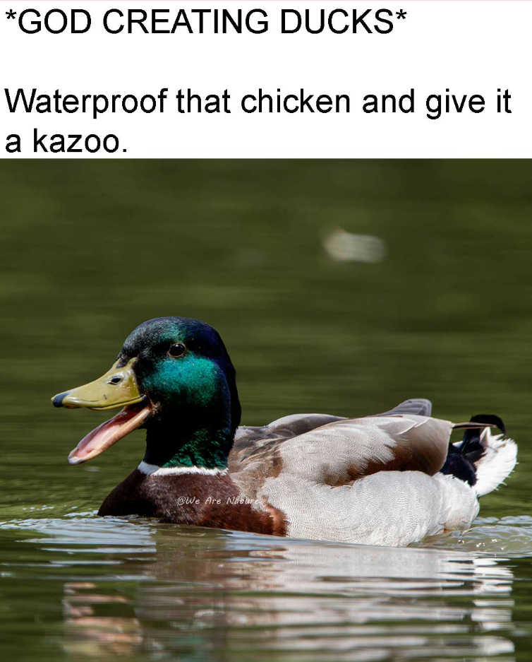 *GOD CREATING DUCKS* Waterproof that chicken and give it a kazoo. We Are Nare
