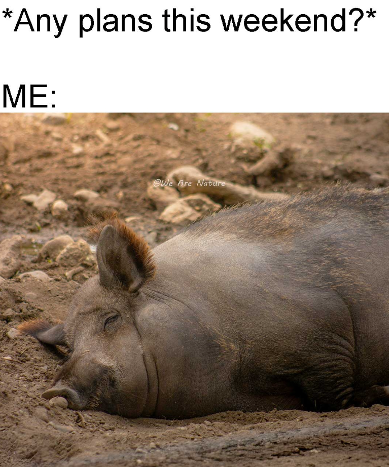 *Any plans this weekend?* ME: @We Are Nature