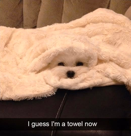 I guess I'm a towel now