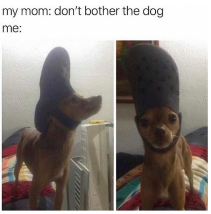 my mom: don't bother the dog me: