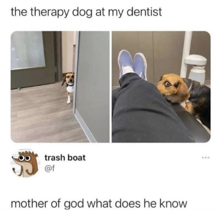 the therapy dog at my dentist trash boat @f B mother of god what does he know