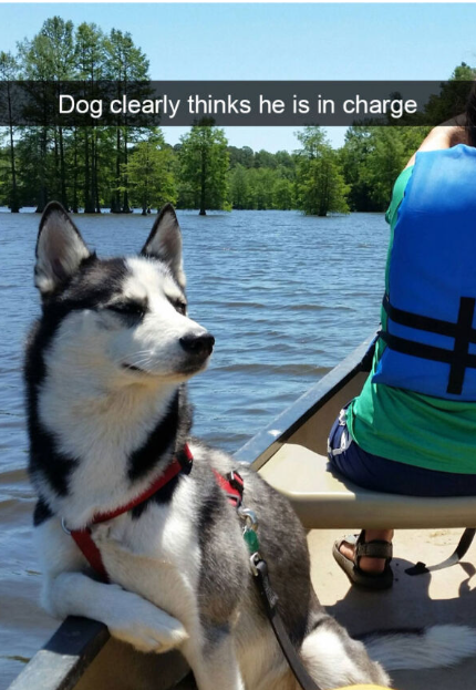 Dog clearly thinks he is in charge