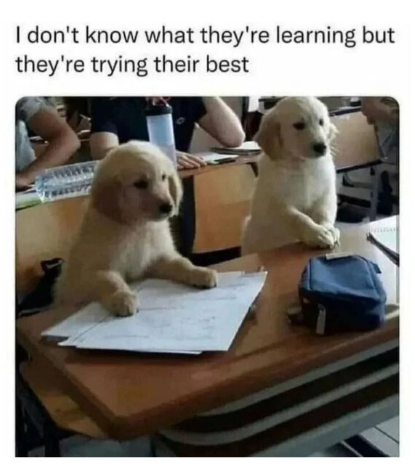 I don't know what they're learning but they're trying their best