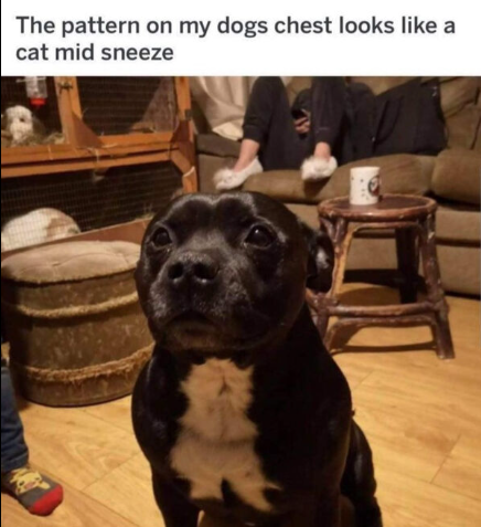 The pattern on my dogs chest looks like a cat mid sneeze