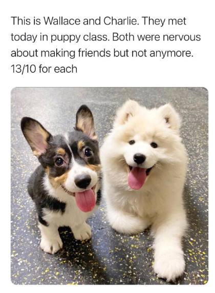 This is Wallace and Charlie. They met today in puppy class. Both were nervous about making friends but not anymore. 13/10 for each