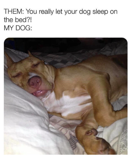 THEM: You really let your dog sleep on the bed?! MY DOG: