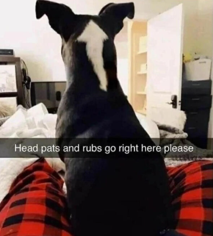 Head pats and rubs go right here please