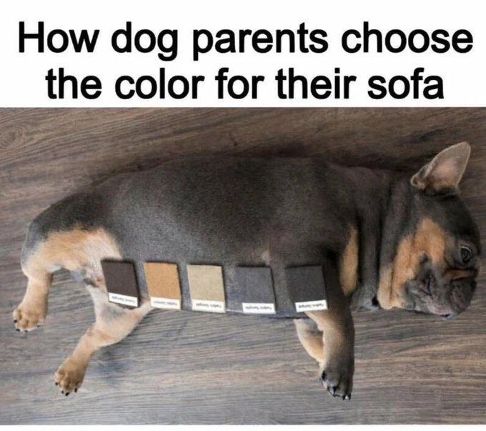 How dog parents choose the color for their sofa