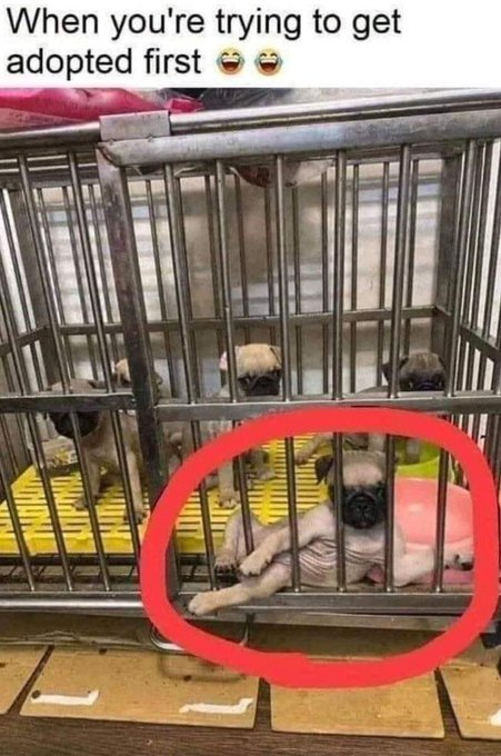 When you're trying to get adopted first