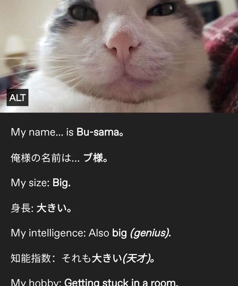 ALT My name... is Bu-sama。 俺様の名前は... ブ様。 My size: Big. 身長:大きい。 My intelligence: Also big (genius). 知能指数:それも大きい(天才)。 My hobby: Gettina stuck in a room.