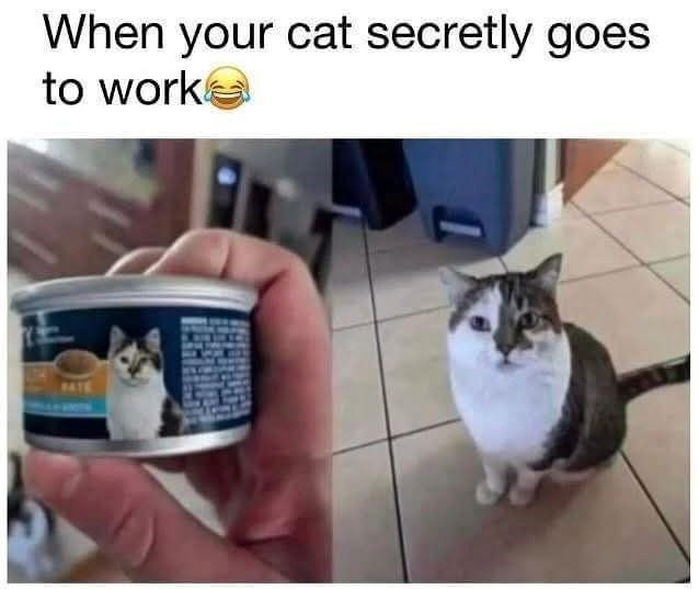When your cat secretly goes to worke PATE