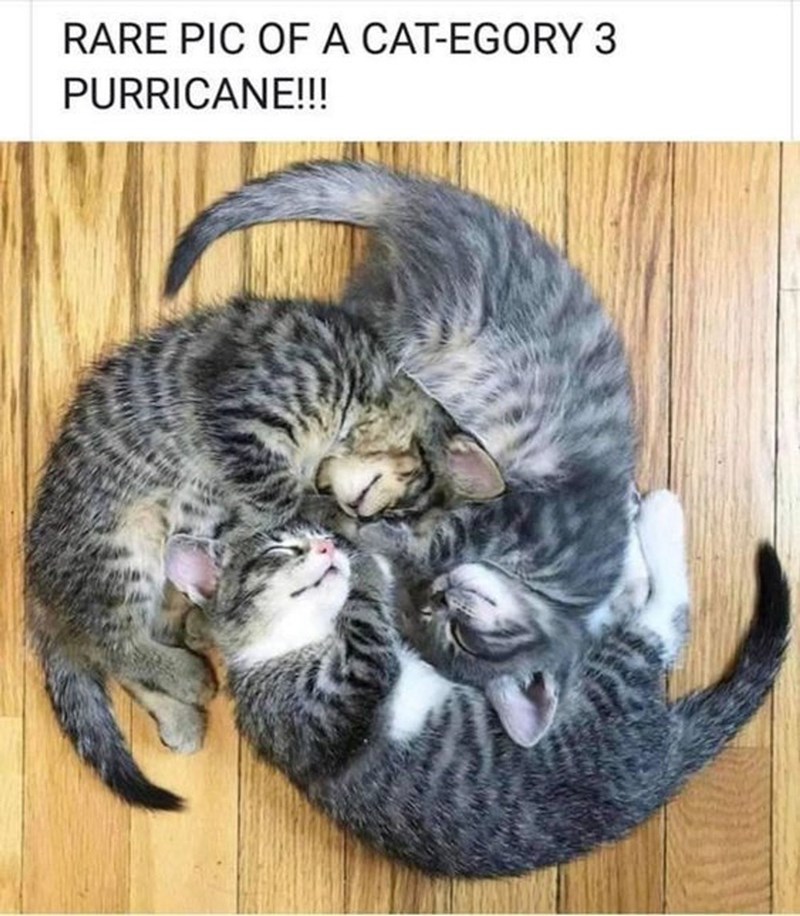 RARE PIC OF A CAT-EGORY 3 PURRICANE!!!