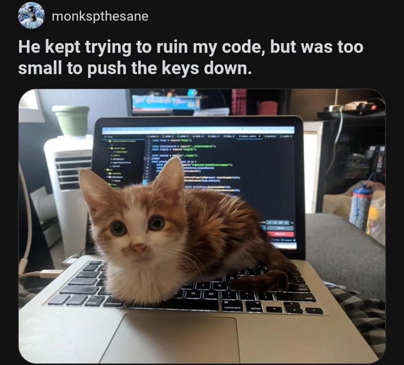 monkspthesane He kept trying to ruin my code, but was too small to push the keys down.