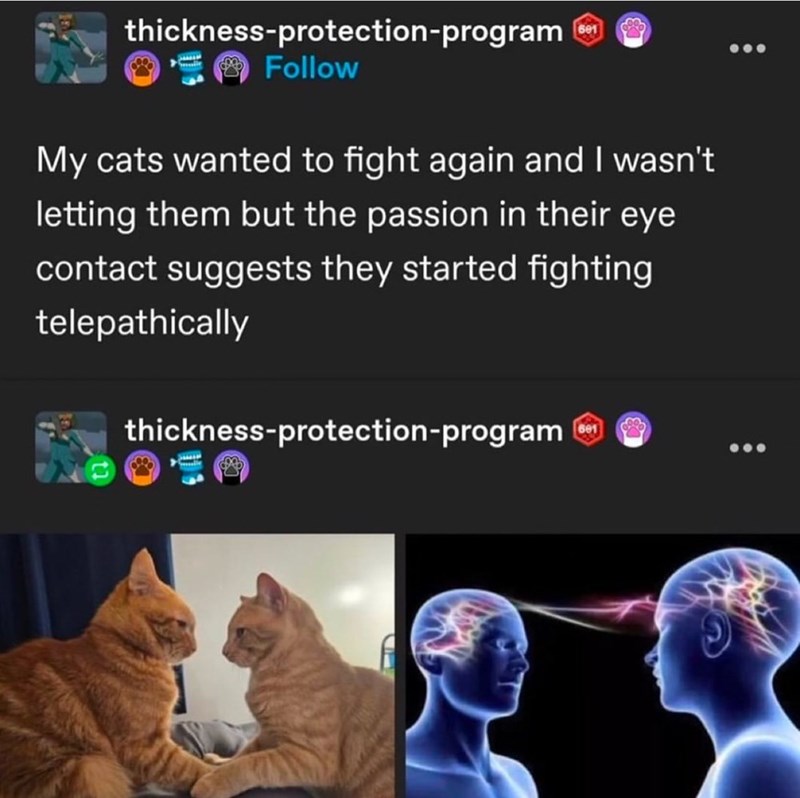 thickness-protection-program Follow 601 My cats wanted to fight again and I wasn't letting them but the passion in their eye contact suggests they started fighting telepathically thickness-protection-program 601