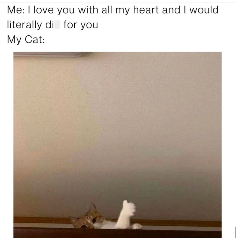 Me: I love you with all my heart and I would literally di for you My Cat: